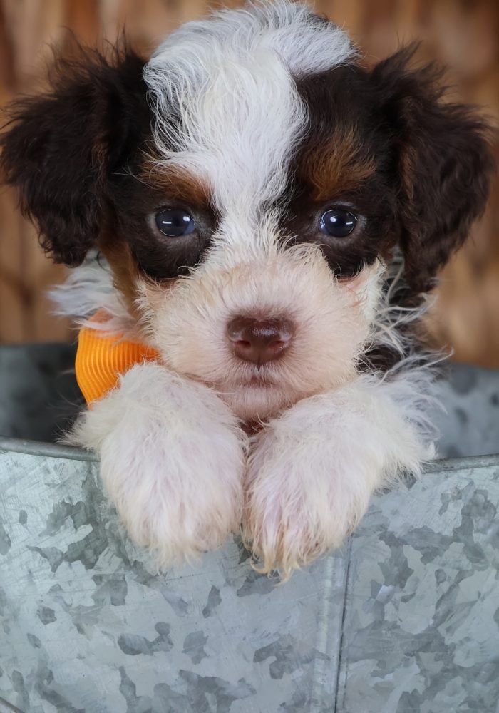 toy bernedoodle puppies for sale