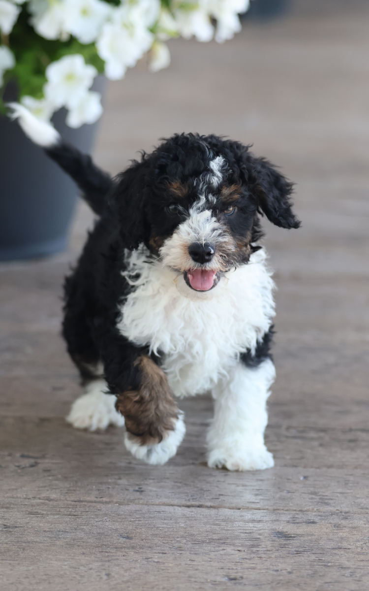 toy bernedoodle puppies