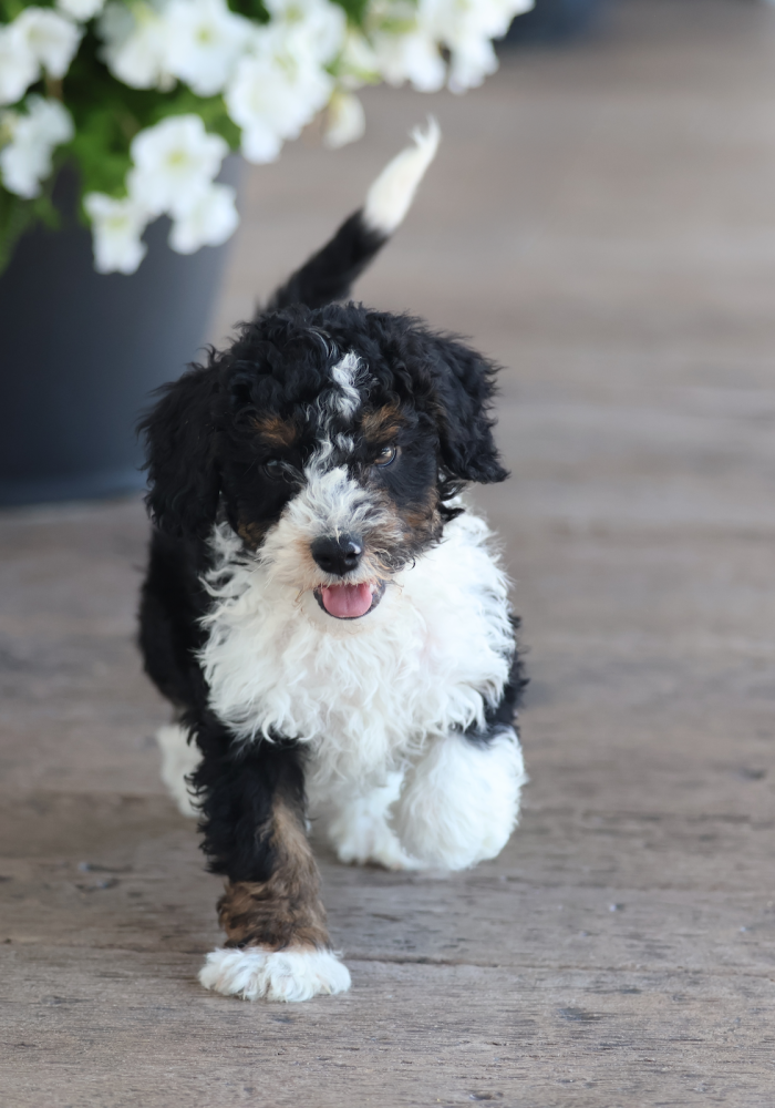 toy bernedoodles for sale