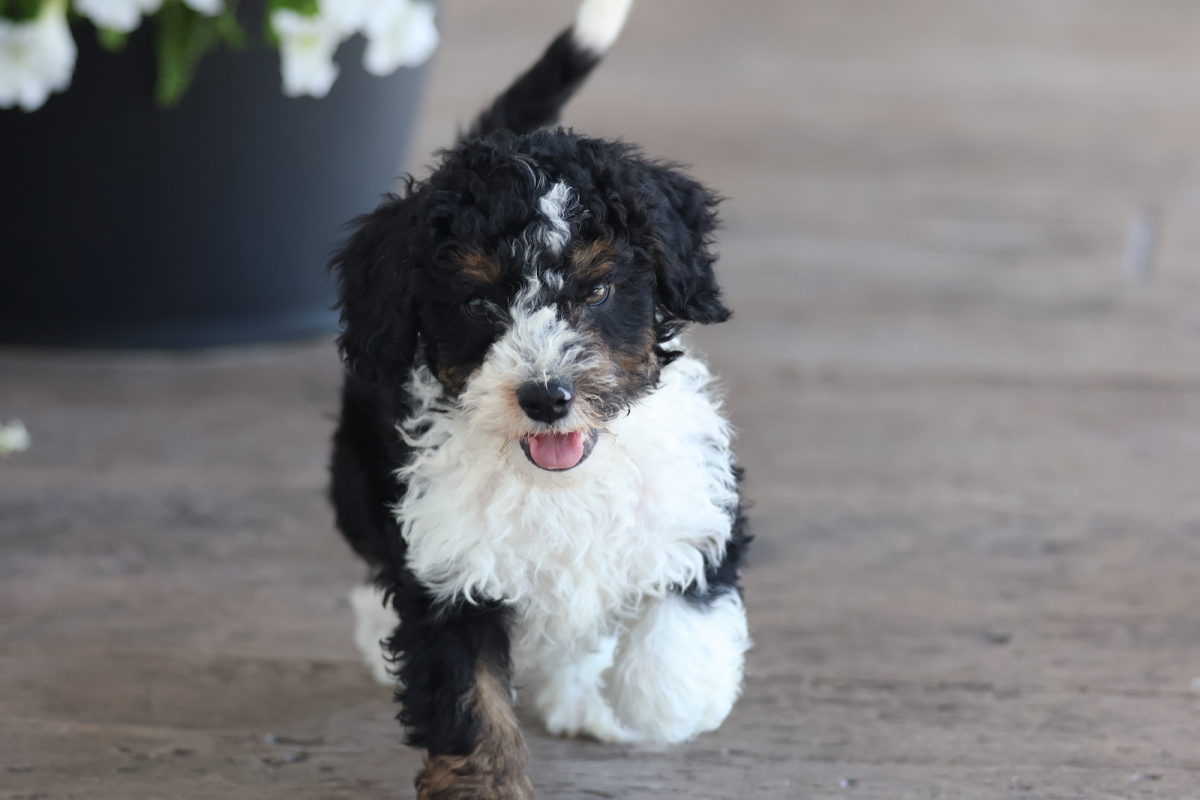 toy bernedoodles for sale toy bernedoodles for sale
