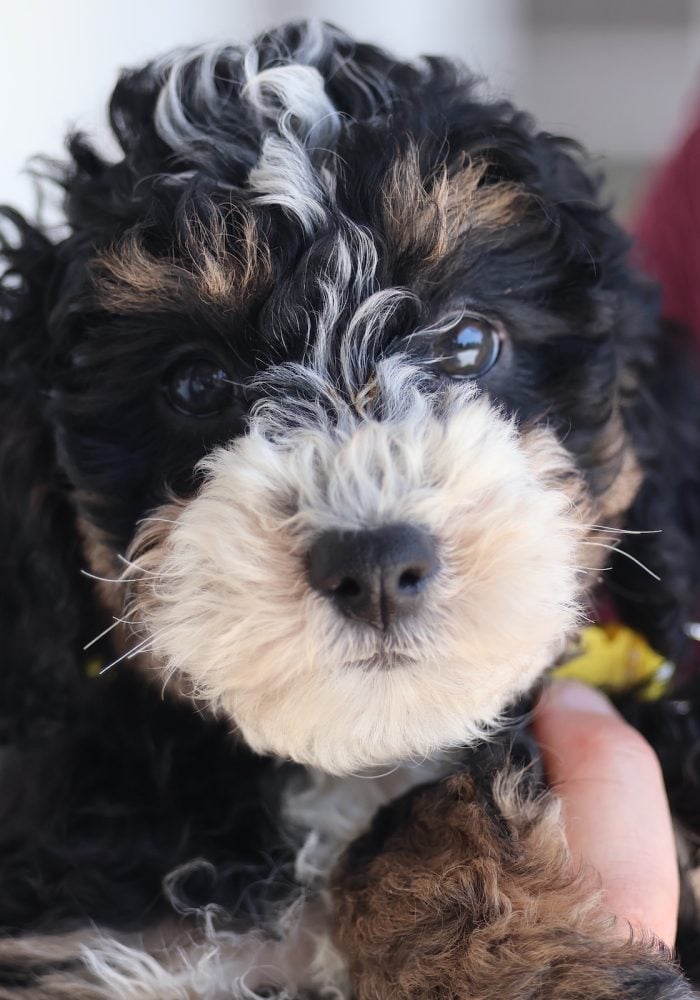 toy bernedoodles toy bernedoodles
