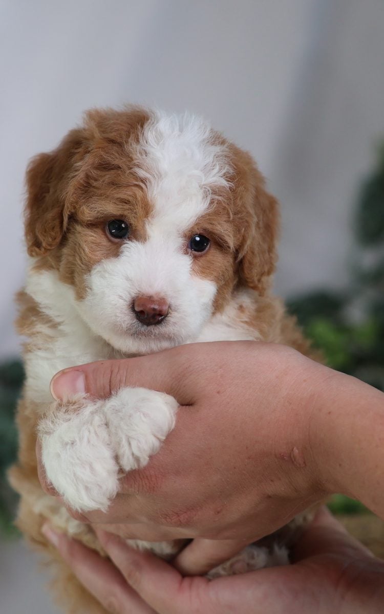 toy bernedoodles