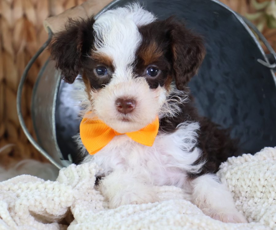 toy bernedoodles