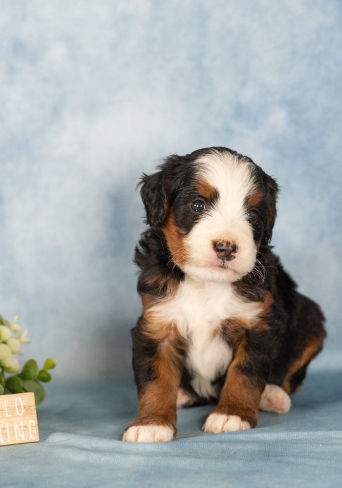 tri color berendoodle for sale