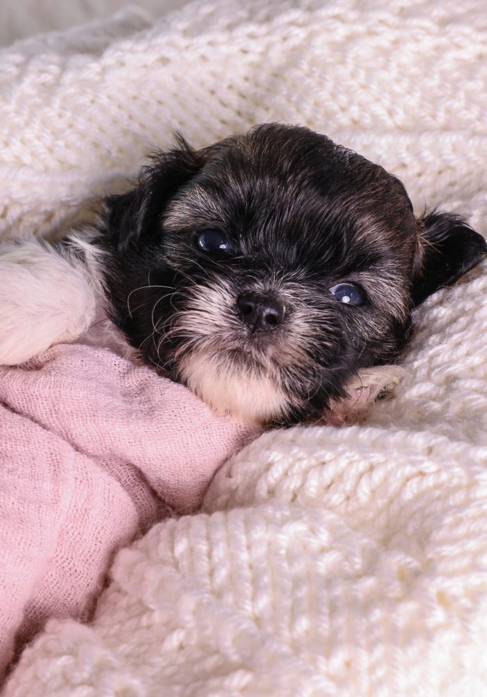 tri-color teddy bear puppy for sale