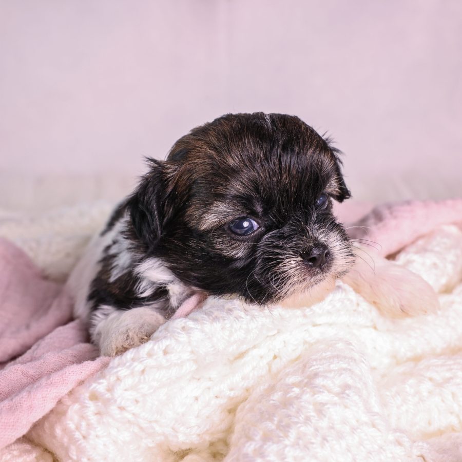 tri-color teddy bear puppy near me