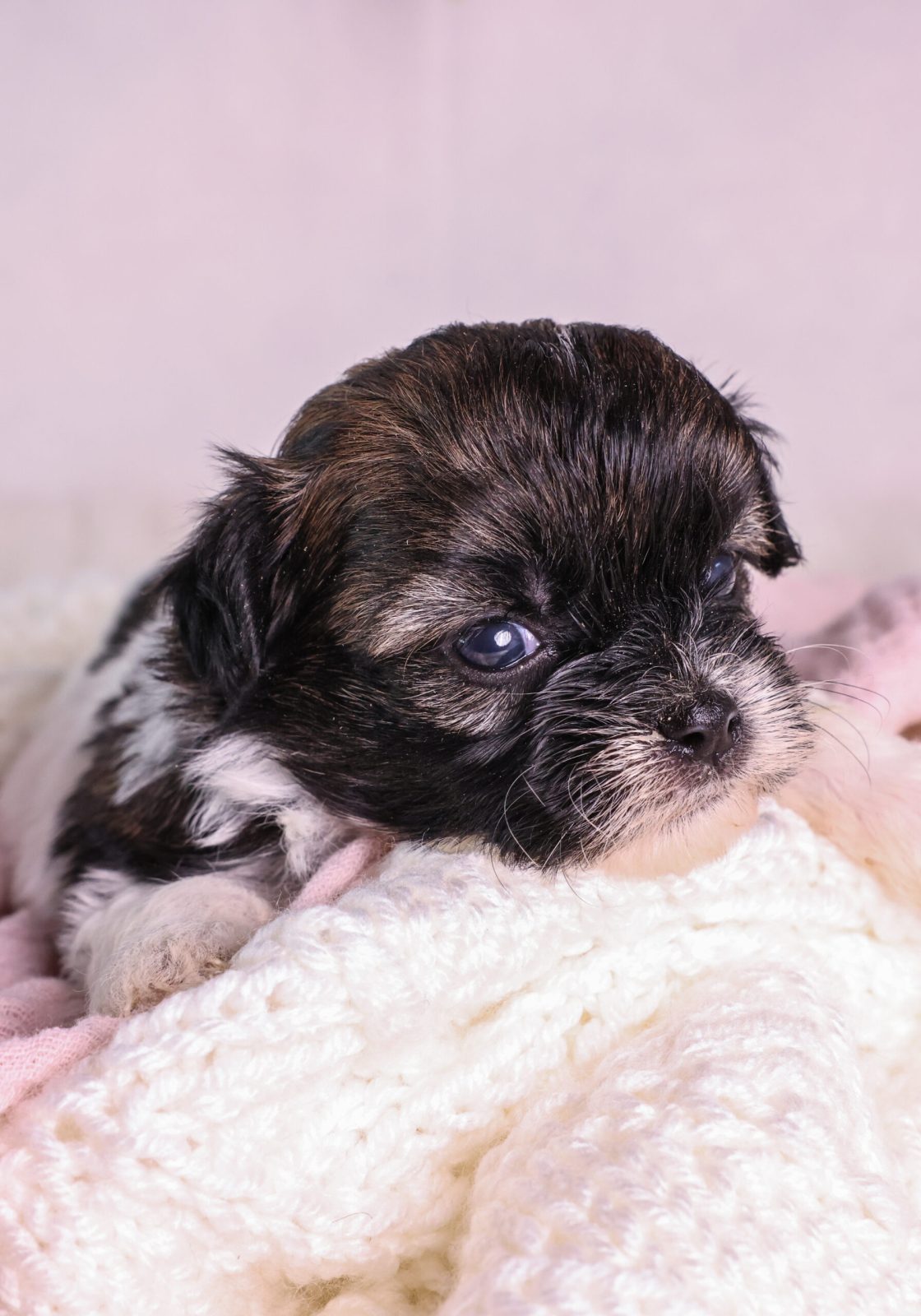 tri-color teddy bear puppy near me
