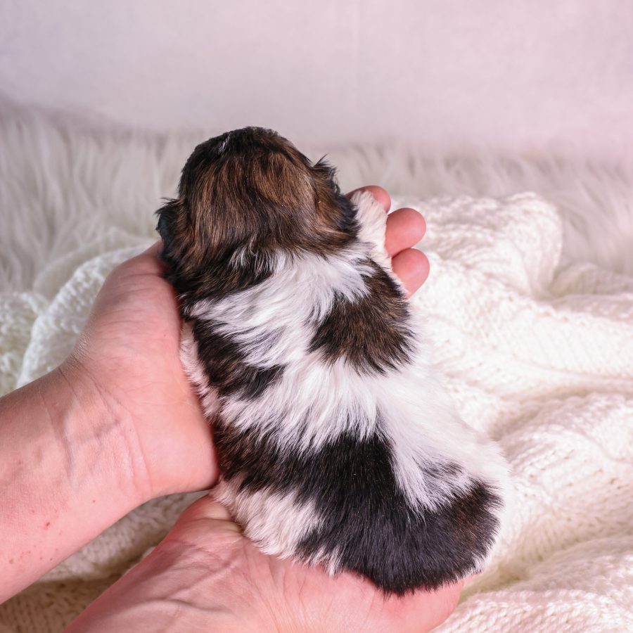 tri-color teddy bear puppy