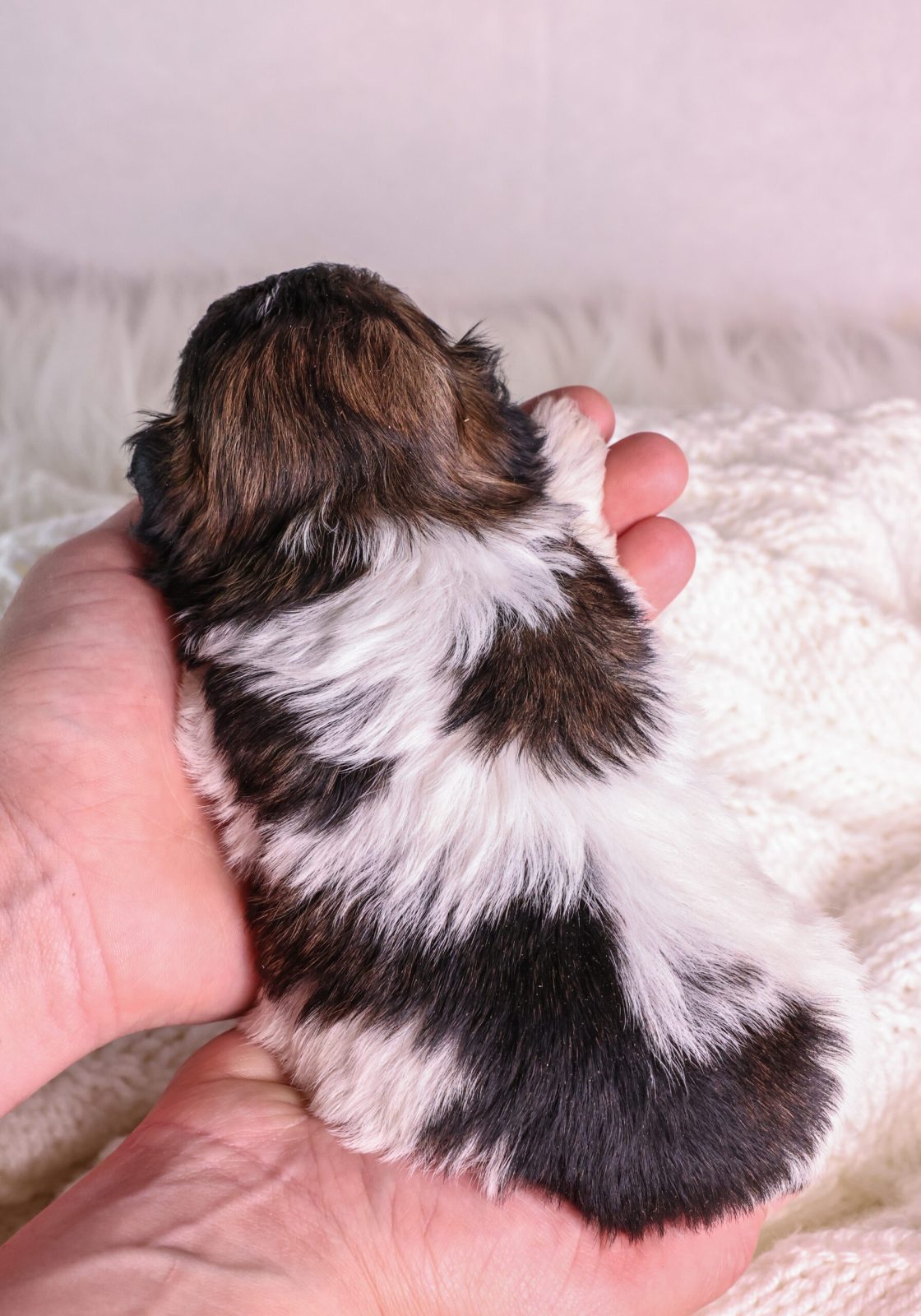 tri-color teddy bear puppy