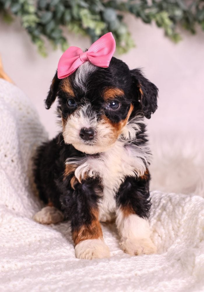 tricolor Micro Mini Bernedoodle for sale