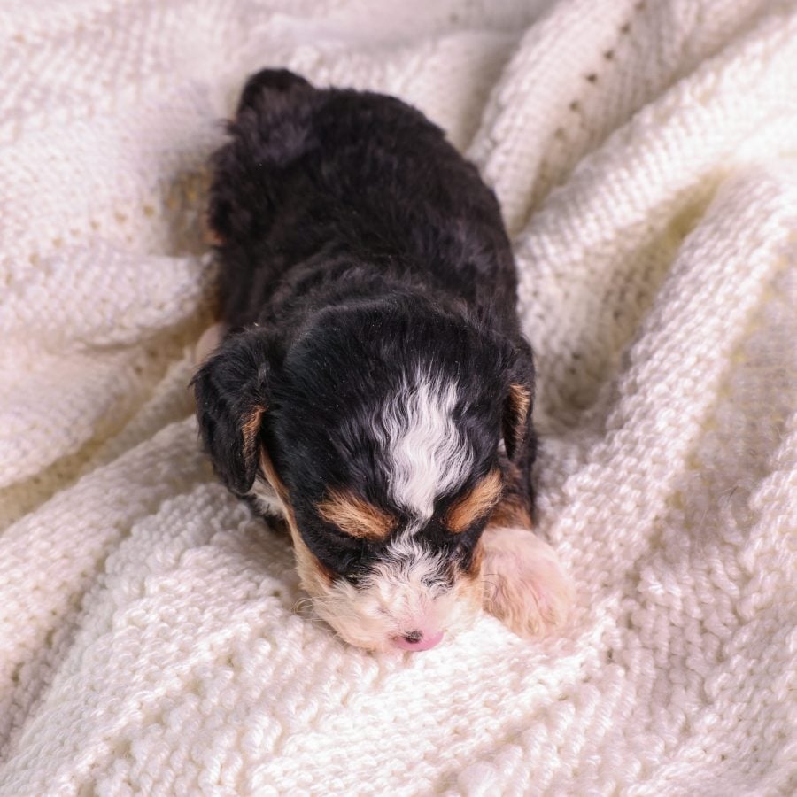 tricolor Micro Mini Bernedoodle for sale