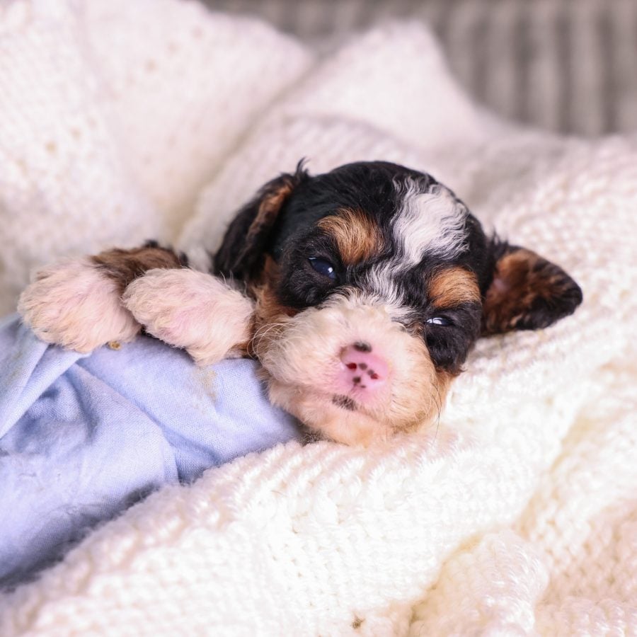 tricolor Micro Mini Bernedoodle