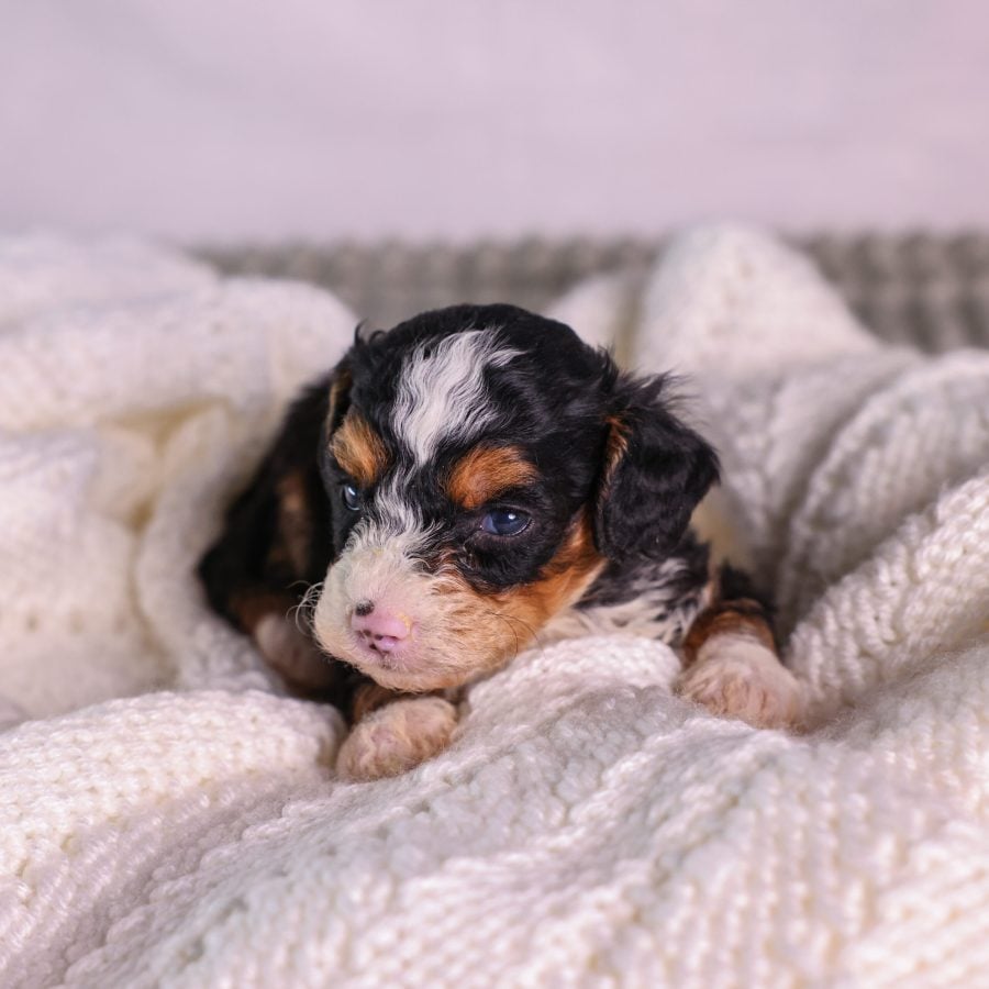 tricolor Micro Mini Bernedoodles
