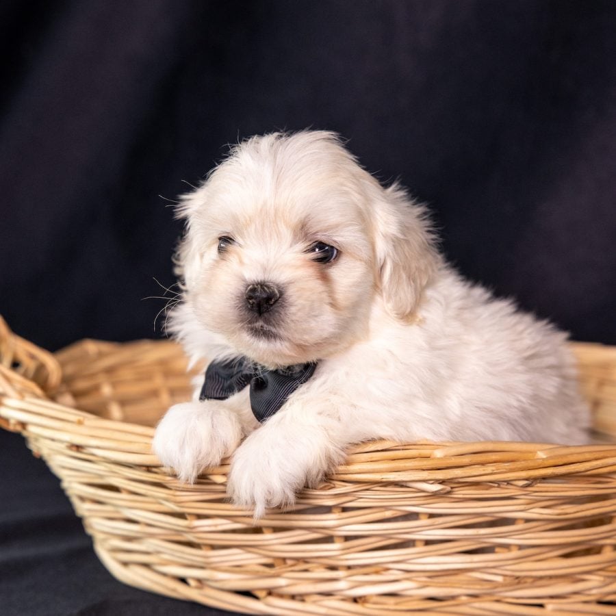 vet checked bichon shih tzu mix