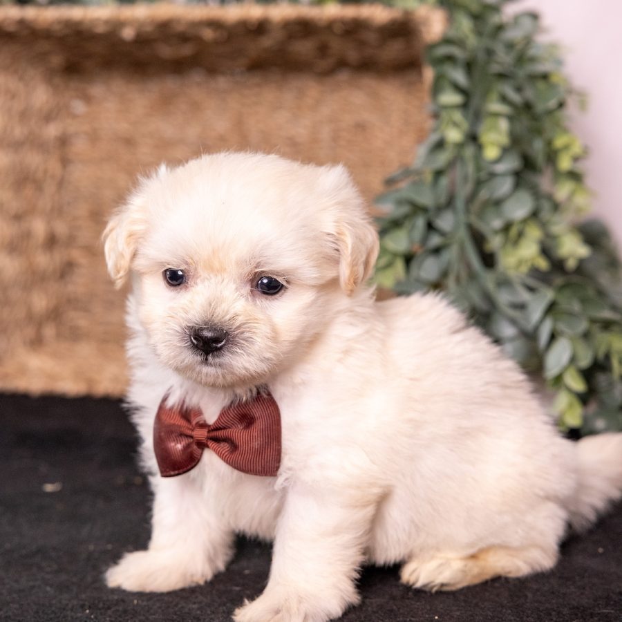 vet checked cream teddy bear puppy