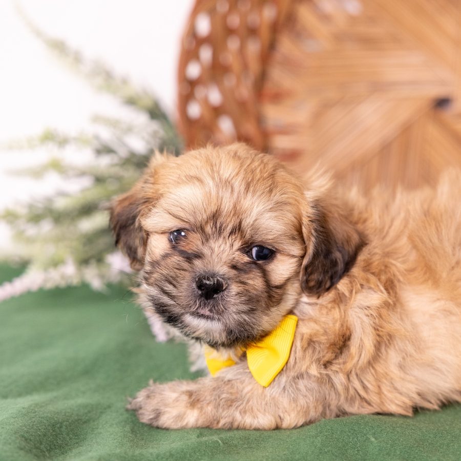 vet checked shih tzu mix with bichon