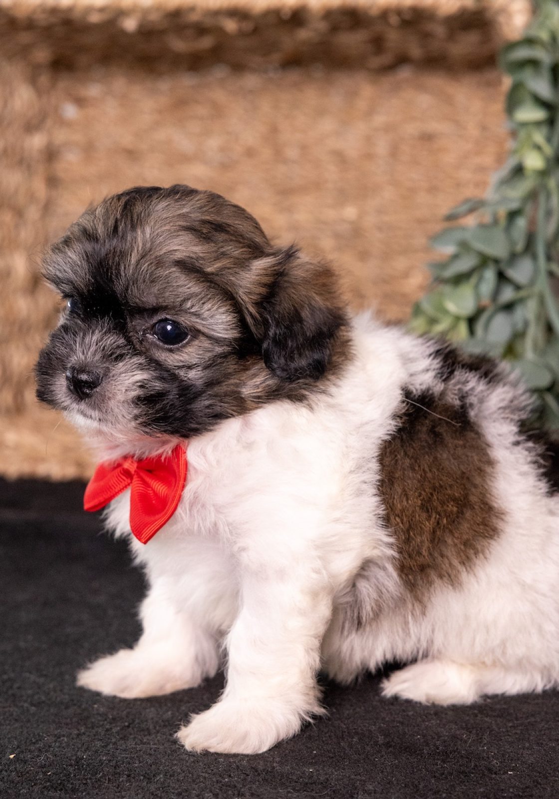 vet checked white and brown teddy bear dog