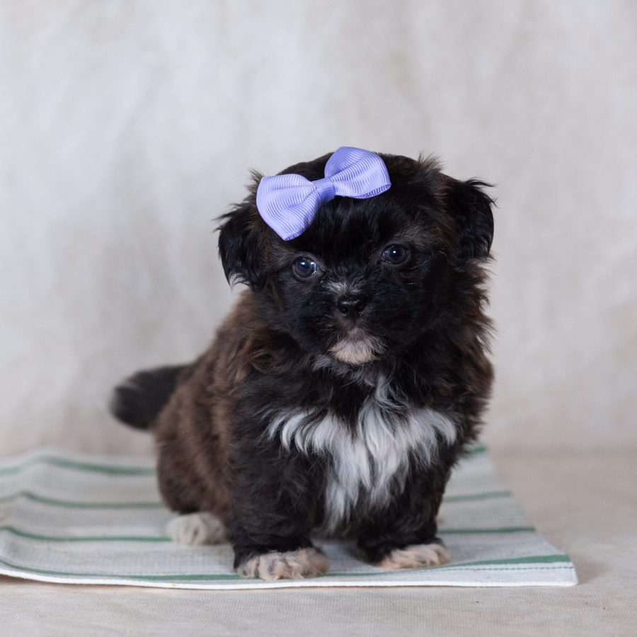 what are Low shedding small dog breeds