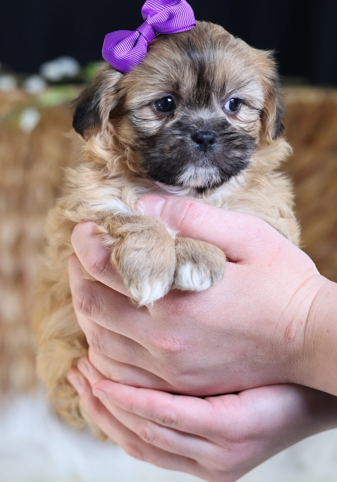 what are teddy bear puppies