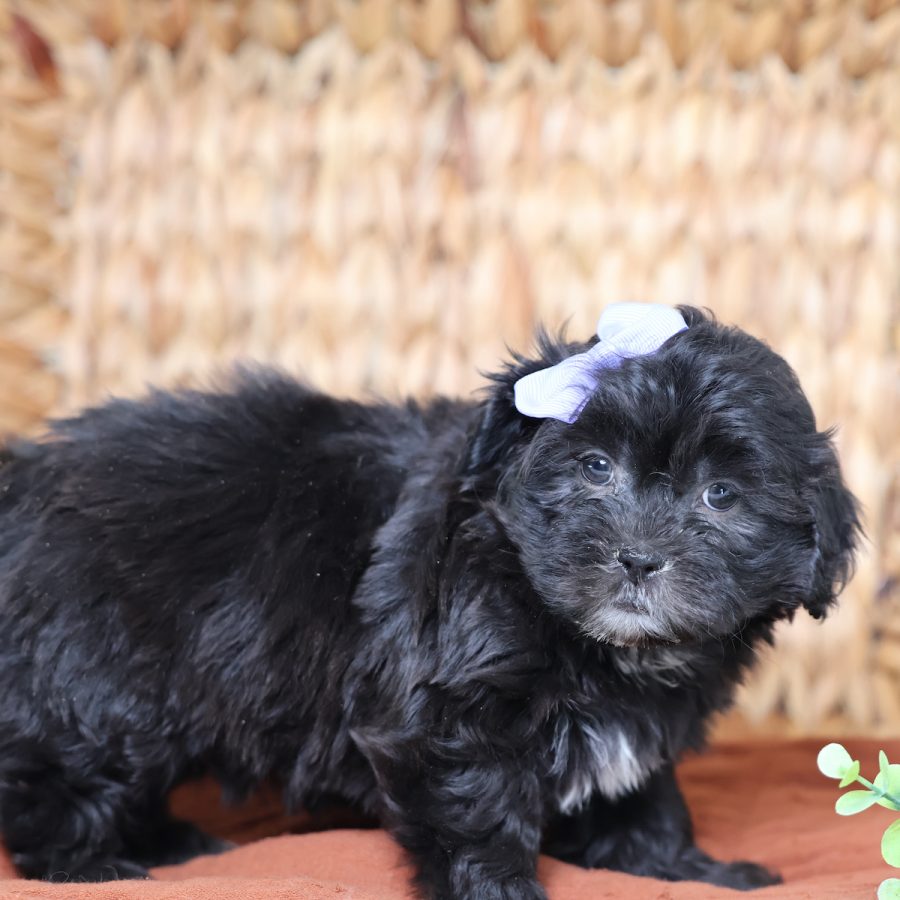 what is a teddy bear puppy