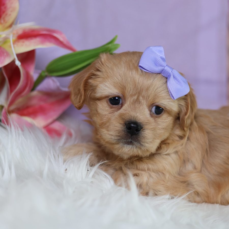 what is a teddy bear puppy