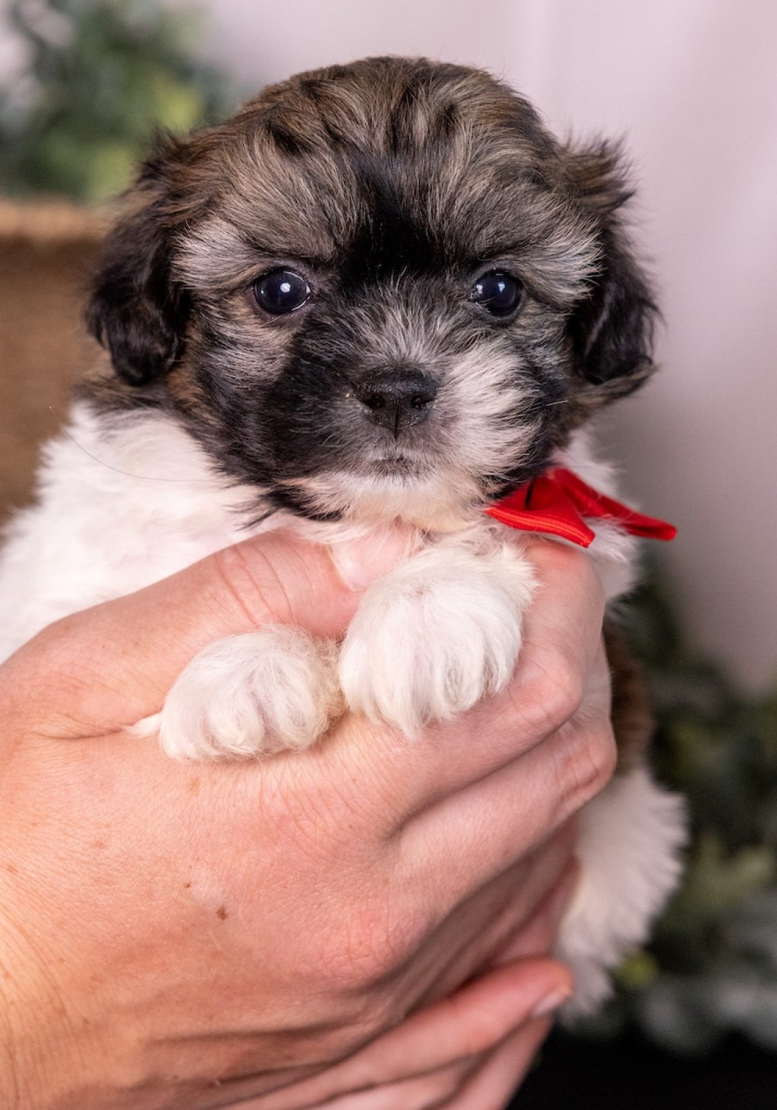 white and brown teddy bear dog