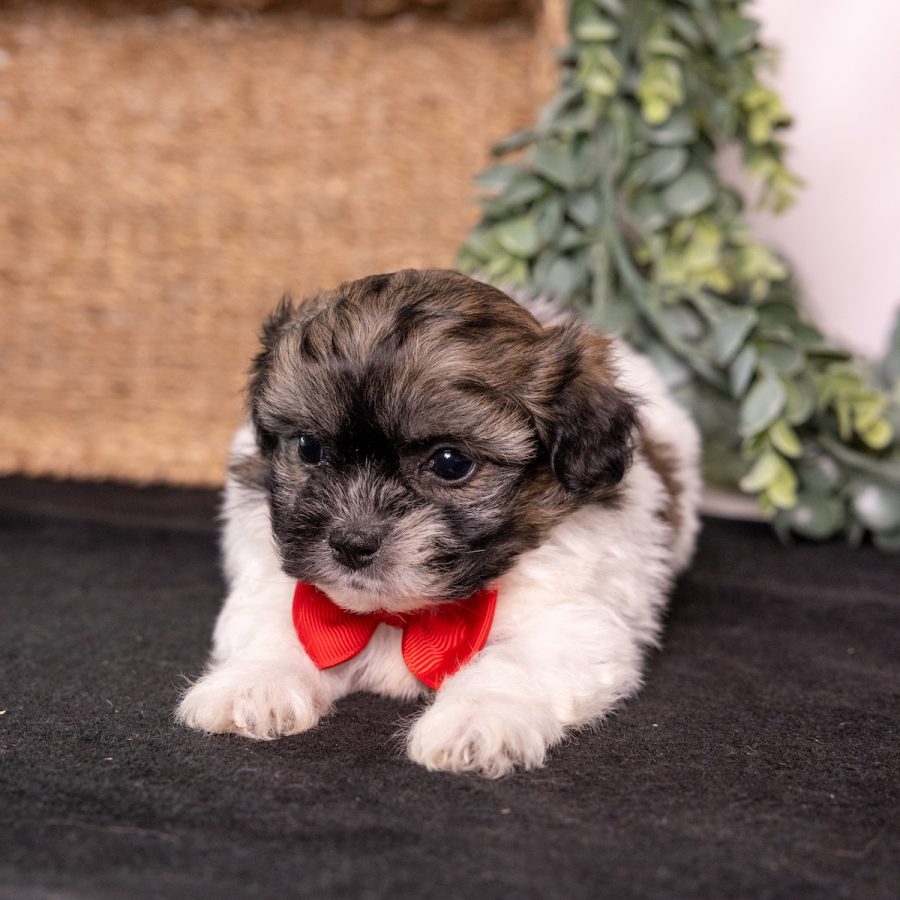 white and brown teddy bear dog near me