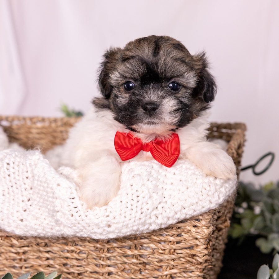 white and brown teddy bear dog puppies