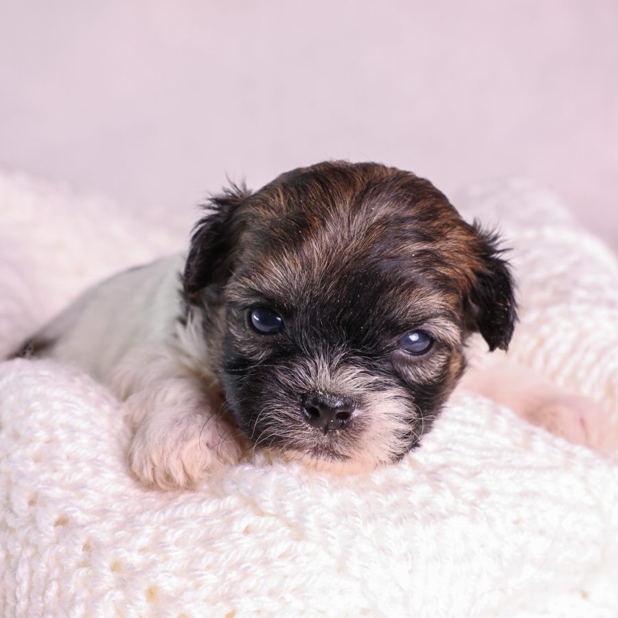 white and brown teddy bear dog puppy