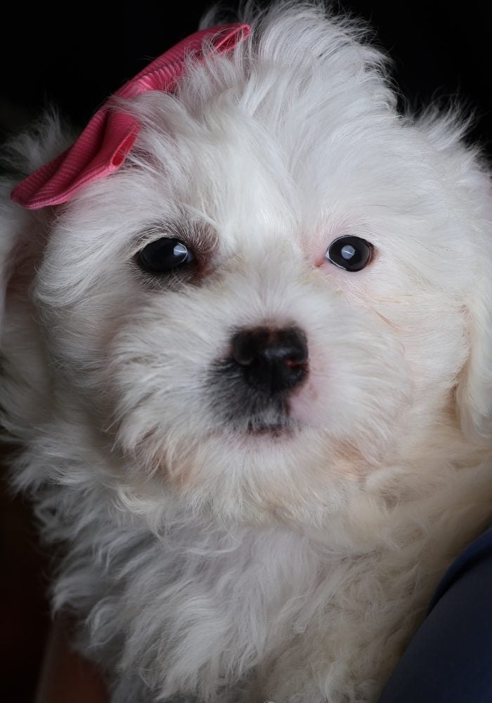 zuchon mini puppy