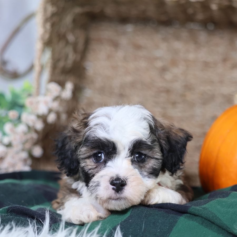 zuchon puppies