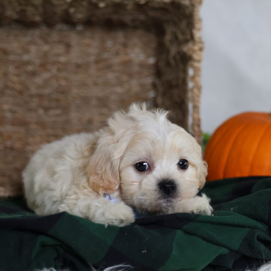 zuchon puppies