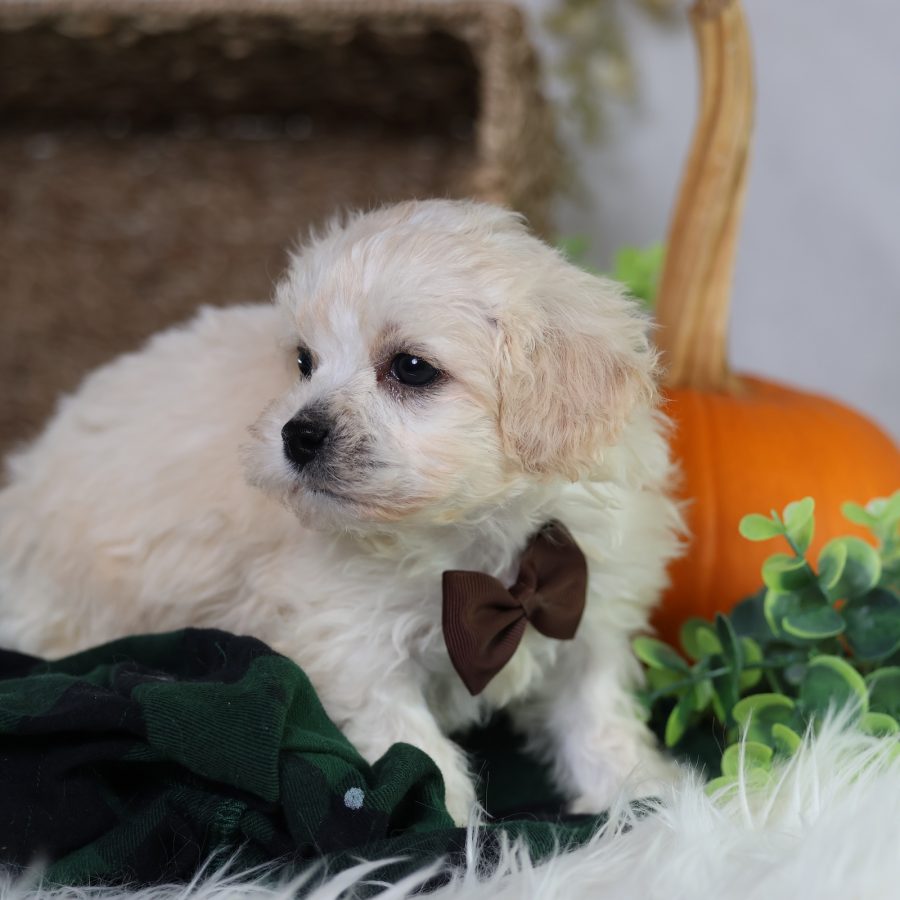 zuchon puppies