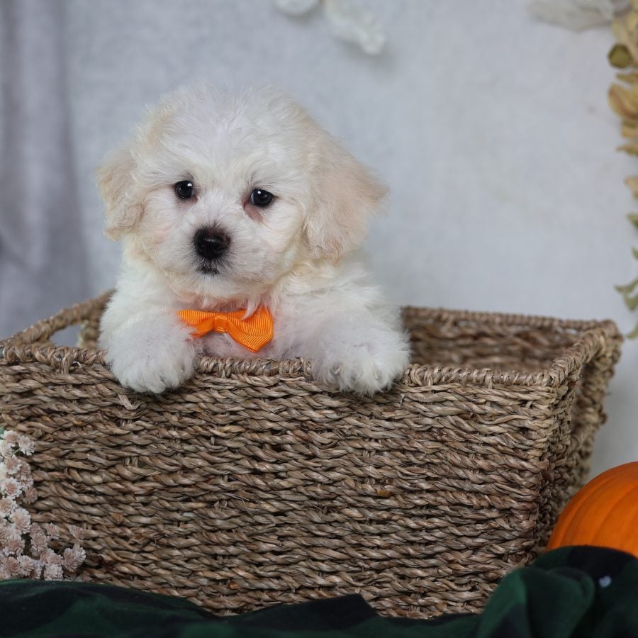 zuchon puppies for adoption