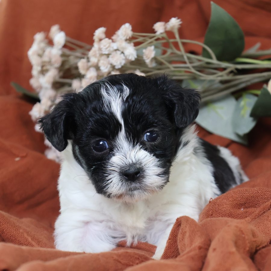 zuchon puppies for sale