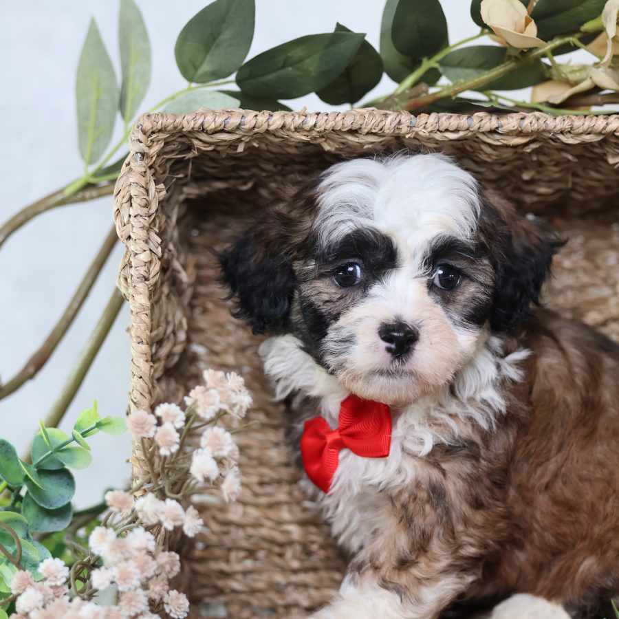 zuchon puppies for sale