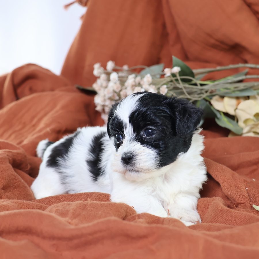 zuchon puppies for sale