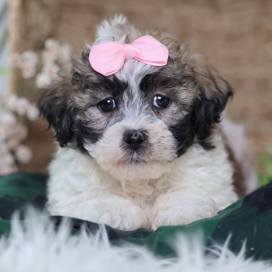 zuchon puppies for sale