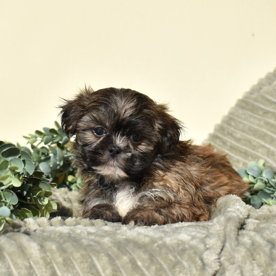 zuchon puppies for sale