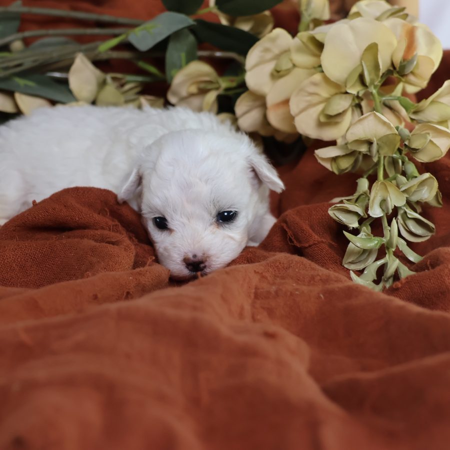 zuchon puppies for sale