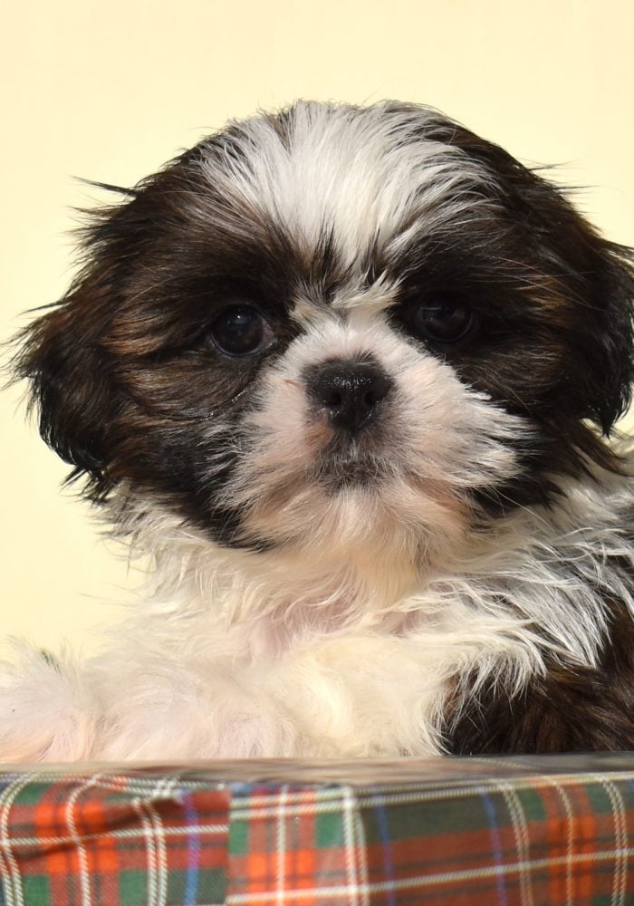 zuchon puppies for sale