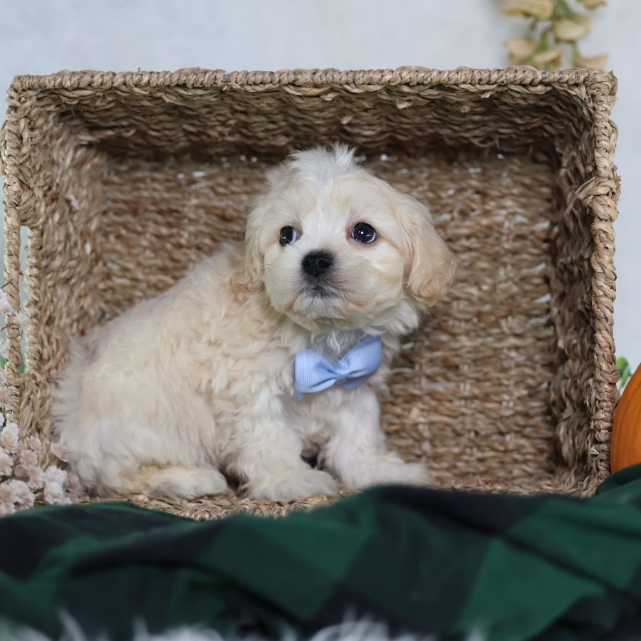 zuchon puppies for sale