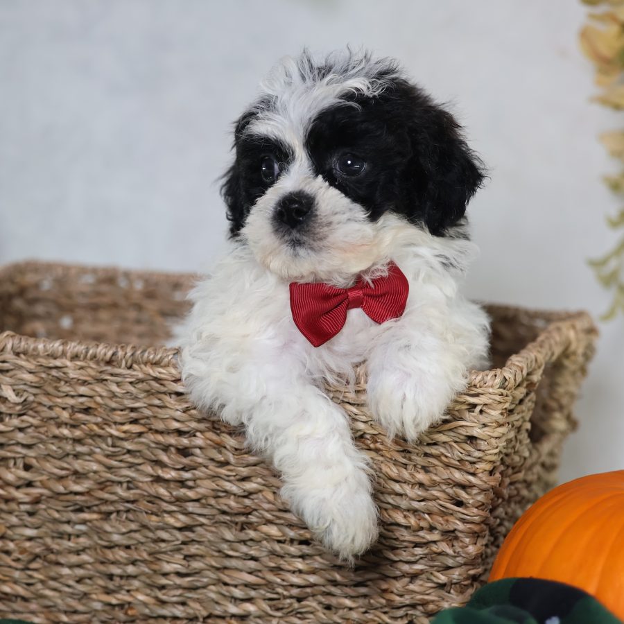 zuchon puppies for sale