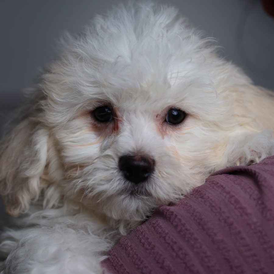 zuchon puppies for sale