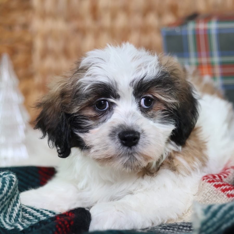 zuchon puppies for sale