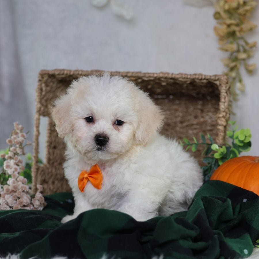 zuchon puppies for sale in pa