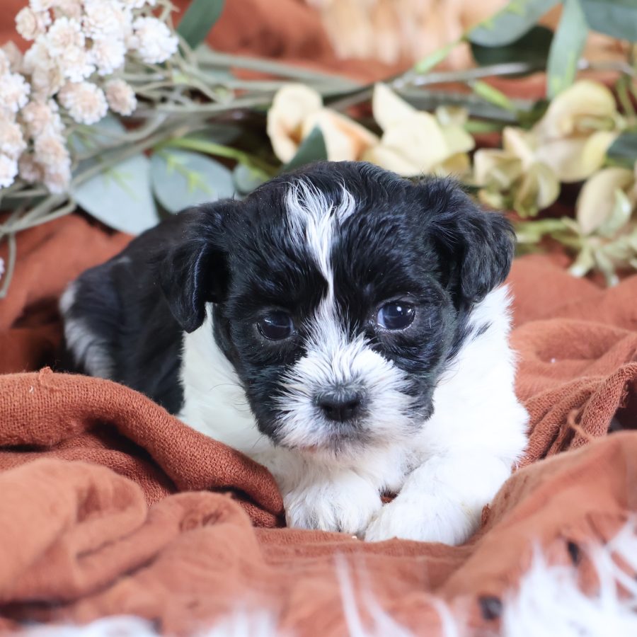 zuchon puppies for sale near me