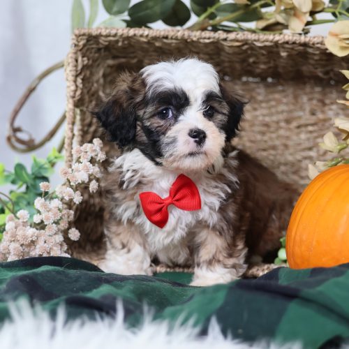 zuchon puppies for sale near me