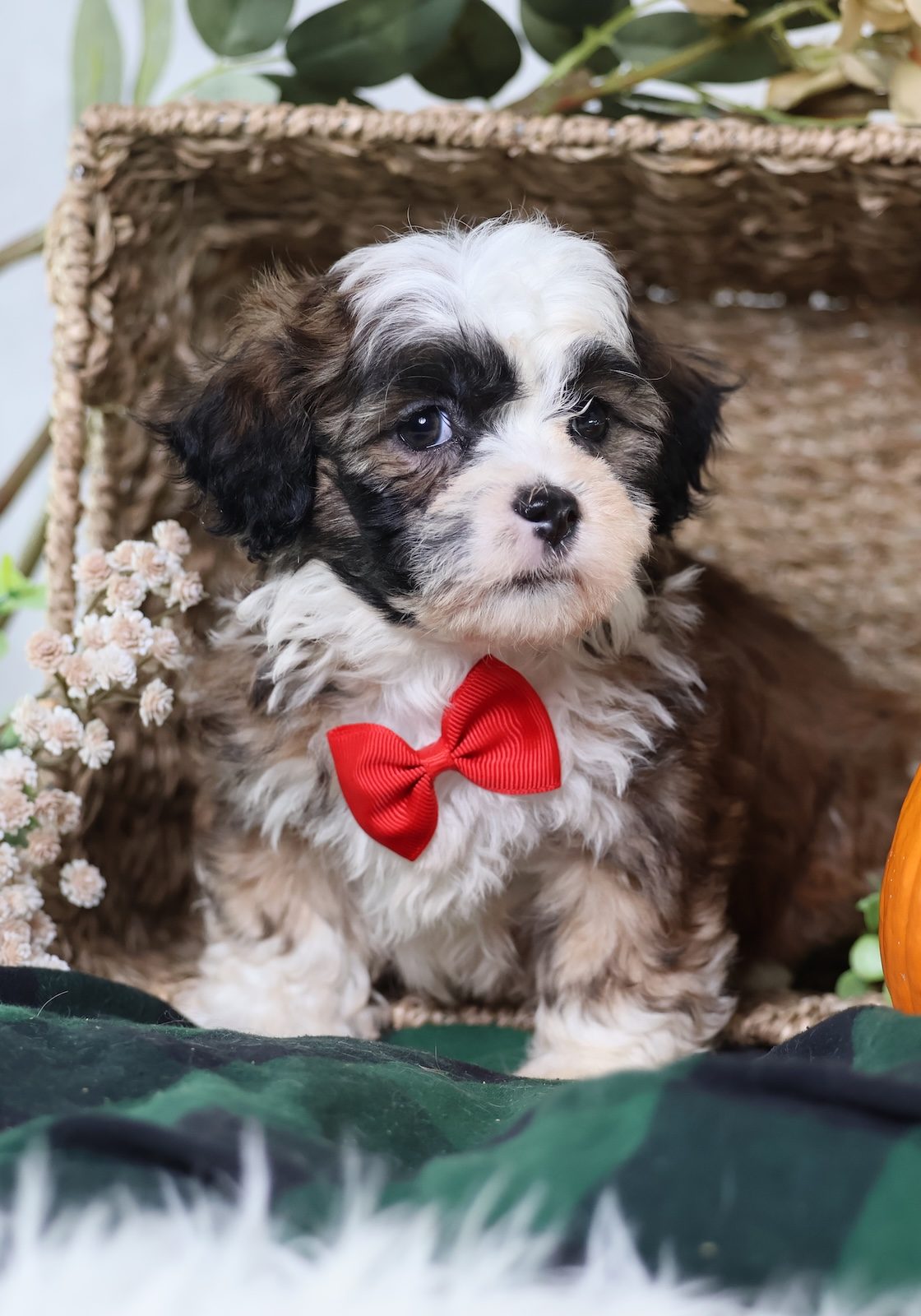 zuchon puppies for sale near me