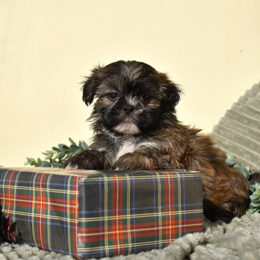 zuchon puppies for sale near me